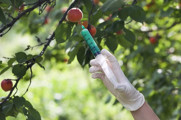 Gmo Obst — Stockfoto