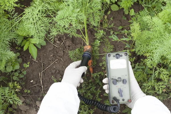 Measuring radiation levels of carrot — Stock Photo, Image