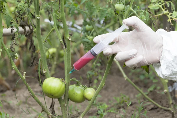 Gentechnisch verändertes Gemüse — Stockfoto