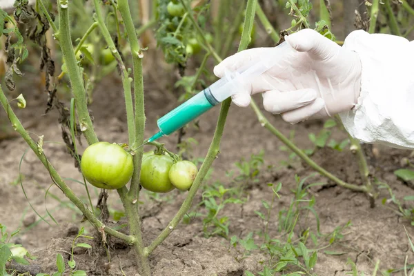 Генетично модифіковані овочів — стокове фото