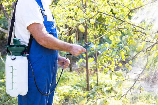 Obstbaum Mit Hausgemachten Biologischen Pestiziden Oder Insektiziden Besprühen — Stockfoto