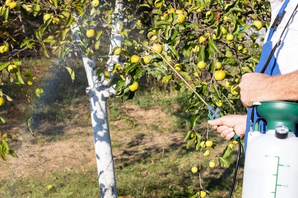 Sprøyting Frukttre Med Hjemmelagde Organiske Plantevernmidler Eller Insektmidler – stockfoto