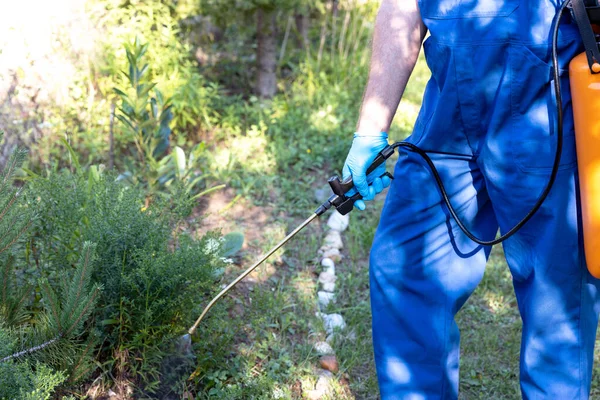 Schädlingsbekämpfer Versprühen Insektizide Oder Pestizide Garten — Stockfoto