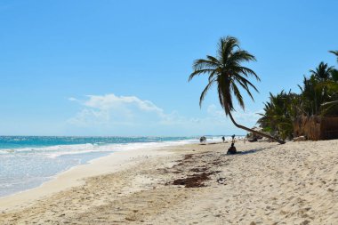 Tropik yaz doğa manzarası. Bir ağaç. Egzotik deniz seyahatleri. Deniz kenarında gün batımı. Tropikal bölgelerde rahatlama yeri. Güneşli bir yerde dinlen. Güzel deniz manzarası. Plaj sakin tatil