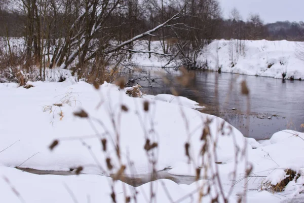 Planten Witte Sneeuw Winterlandschap Natuur — Stockfoto