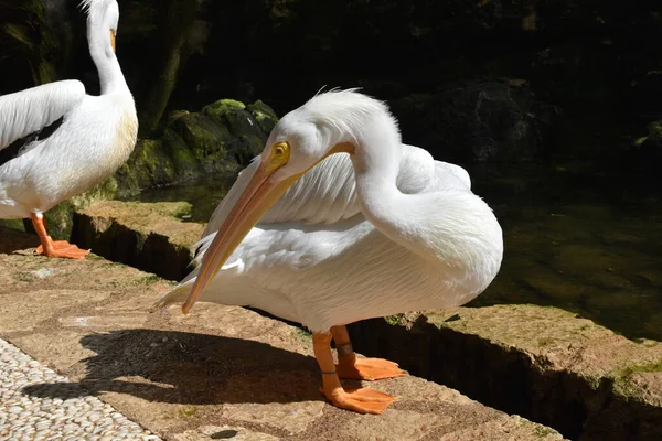 Nehir Kıyısındaki Parkta Bulunan Beyaz Pelikan Kuşu Vahşi Hayvanların Korunması — Stok fotoğraf