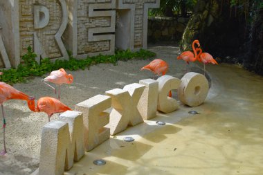 Korunan parkta pembe flamingolar. Vahşi hayvanlar koruma altında