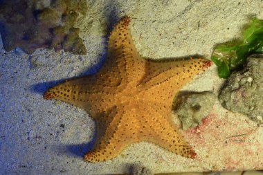 Deniz sürüngenleri suyun altında hayvanları süründürür. denizyıldızı