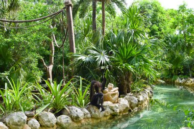 Ormanda, patikaları ve nehirleri olan pitoresk bir park. Yedekteki hayvanlar. Tropiklerde yürür