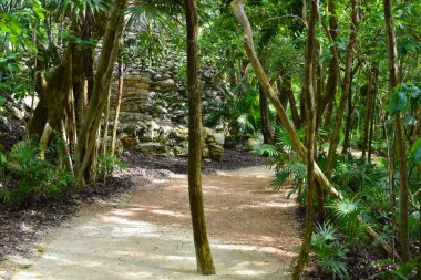 Meksika 'daki Maya piramidinin antik kalıntıları. Park skalası Cancun. Azteklerin antik medeniyetlerinin mimari mirası. Taş tapınak piramidi. orman yolu