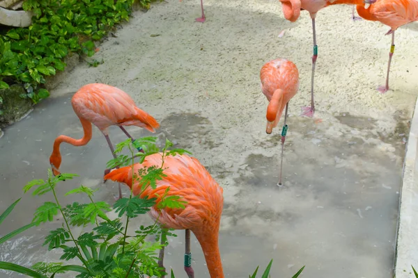 Korunan Parkta Pembe Flamingolar Vahşi Hayvanlar Koruma Altında — Stok fotoğraf