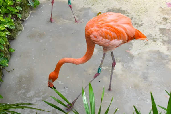 Korunan Parkta Pembe Flamingolar Vahşi Hayvanlar Koruma Altında — Stok fotoğraf
