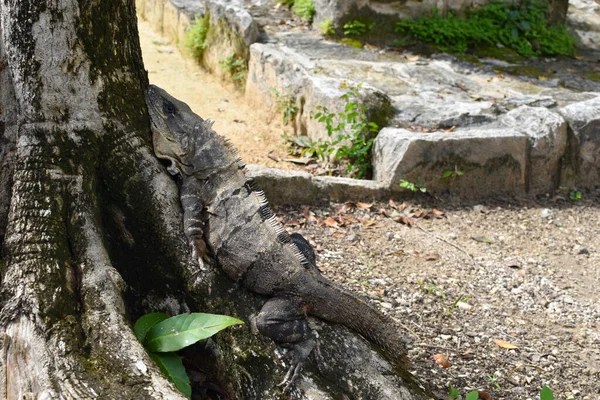 大きな灰色のトカゲがヤシの木に座っています 熱帯の野生動物のカモフラージュは — ストック写真