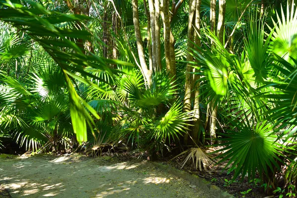 Schilderachtige Groene Jungle Mexico Tropische Vakantie Aan Zee Reizen Door — Stockfoto