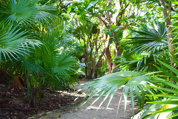 Pintoresca Selva Verde México Vacaciones Tropicales Mar Viajar Por Los — Foto de Stock