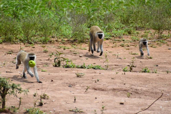 Monos Salvajes Los Trópicos Una Reserva Nacional Con Animales Flexibles — Foto de Stock
