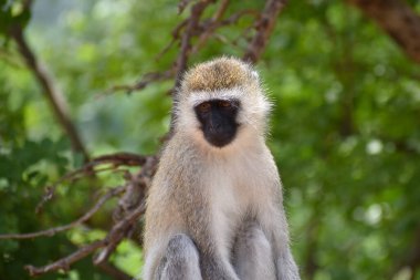 Tropiklerdeki vahşi maymunlar, vahşi doğada esnek hayvanlar, maymunlar ve şempanzelerle dolu ulusal bir rezerv.