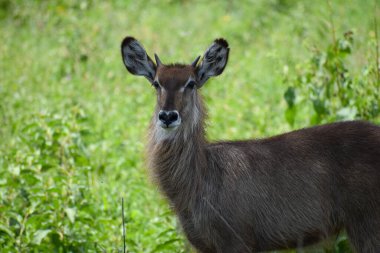 Afrika 'da vahşi geyik ve antiloplar. Hayvanlarla ulusal rezerv. Vahşi geyiklerin koruması