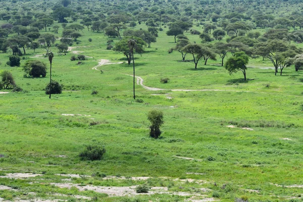 Jipe Safari Carro Safanna Cruzeiro Jipe Parque África Rali Turismo — Fotografia de Stock