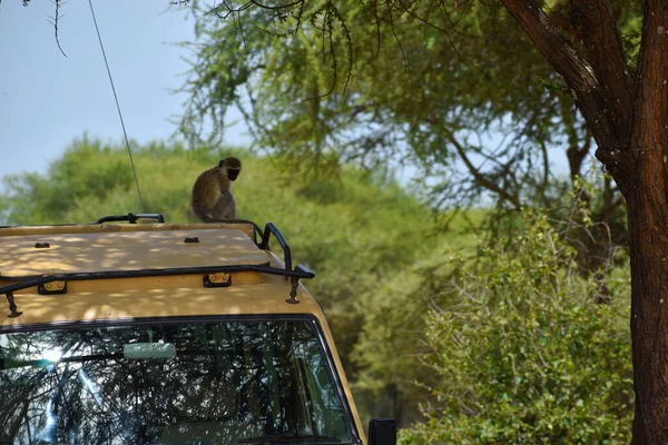 Safari Jeep Voiture Sur Safanna Croisière Jeep Dans Parc Afrique — Photo