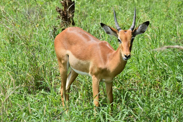 Daini Selvatici Liberi Antilopi Africa Riserva Nazionale Con Animali Protezione — Foto Stock