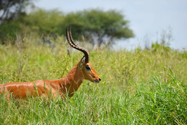 Daini Selvatici Liberi Antilopi Africa Riserva Nazionale Con Animali Protezione — Foto Stock