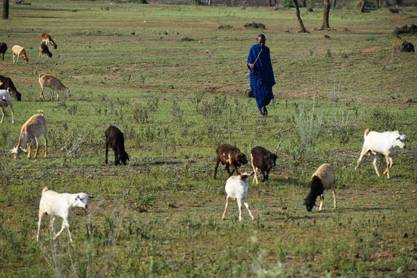 Masai Aborígene África Selvagem Residente Nacional Tanzânia Antigas Tradições Antigas — Fotografia de Stock