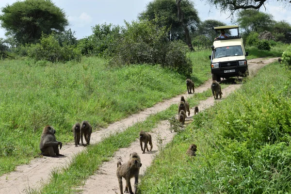 Animales Salvajes Libres África Reserva Nacional Con Animales Proteger Medio — Foto de Stock