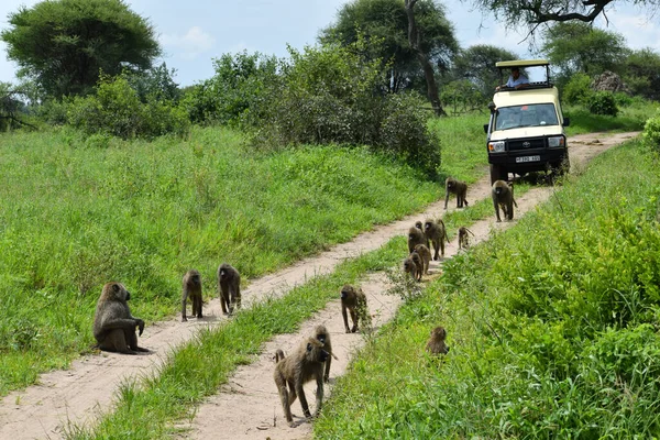 Animales Salvajes Libres África Reserva Nacional Con Animales Proteger Medio — Foto de Stock