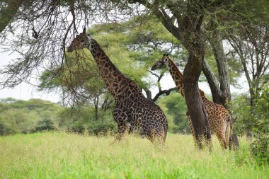Afrika 'daki büyük ulusal parktaki zürafa. Vahşi yaşam Tanzanya 'nın doğasını korudu. Vahşi manzara manzarası.