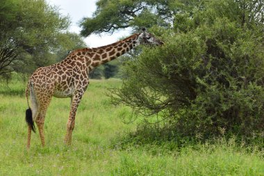 Afrika 'daki Tanzanya' da ulusal rezerv. Vahşi hayvanlarla dolu pitoresk bir park.
