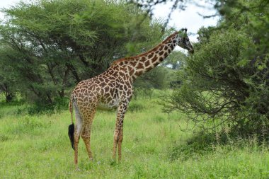 Afrika 'daki büyük ulusal parktaki zürafa. Vahşi yaşam Tanzanya 'nın doğasını korudu. Vahşi manzara manzarası.