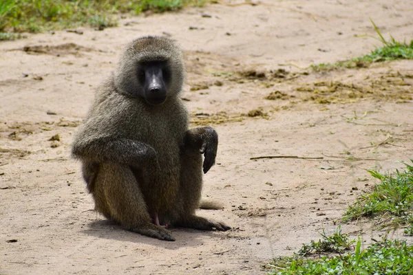 Animali Selvatici Liberi Africa Riserva Nazionale Con Animali Protezione Dell — Foto Stock