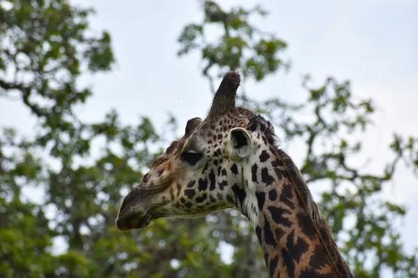 Afrika Daki Büyük Ulusal Parktaki Zürafa Vahşi Yaşam Tanzanya Nın — Stok fotoğraf