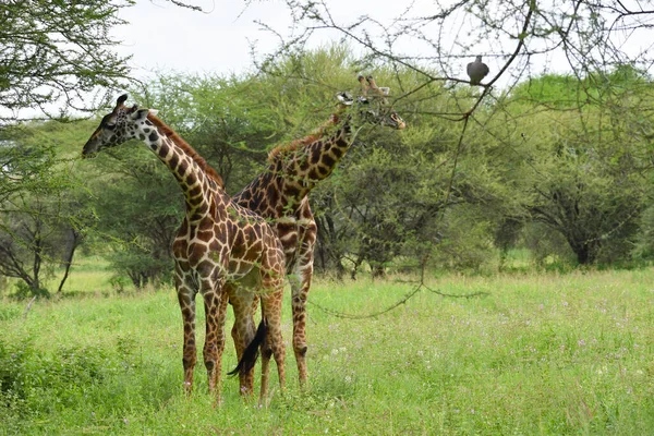 Žirafa Velkém Národním Parku Africe Příroda Chráněná Volně Žijícími Živočichy — Stock fotografie