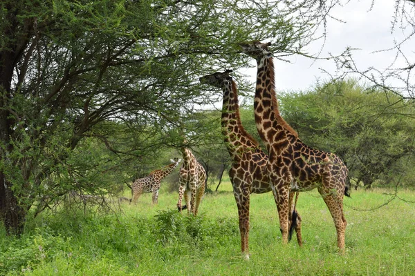 Afrika Daki Büyük Ulusal Parktaki Zürafa Vahşi Yaşam Tanzanya Nın — Stok fotoğraf