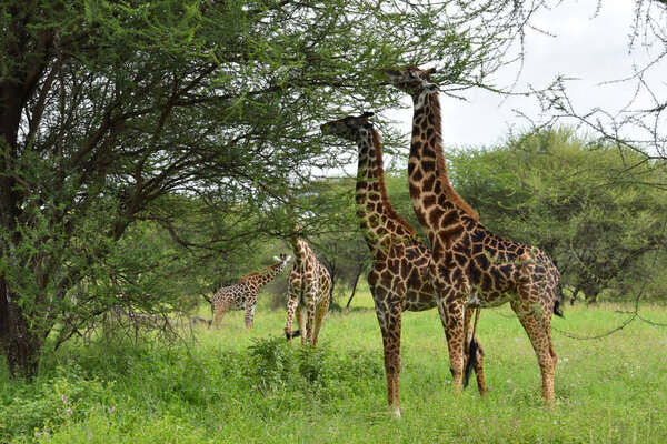 Giraffe in large national park in Africa. Wildlife protected nature of Tanzania. Wild scenic landscape.