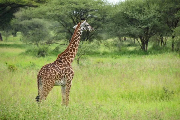 Afrika Daki Büyük Ulusal Parktaki Zürafa Vahşi Yaşam Tanzanya Nın — Stok fotoğraf