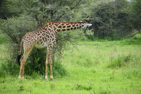 Giraffe Einem Großen Nationalpark Afrika Wildlife Geschützte Natur Tansanias Wilde — Stockfoto