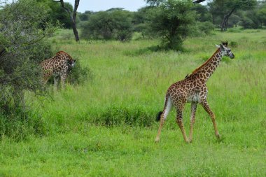 Afrika 'daki Tanzanya' da ulusal rezerv. Vahşi hayvanlarla dolu pitoresk bir park.