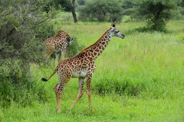 Afrika Daki Büyük Ulusal Parktaki Zürafa Vahşi Yaşam Tanzanya Nın — Stok fotoğraf