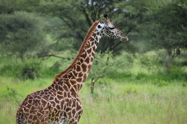 Giraffe Einem Großen Nationalpark Afrika Wildlife Geschützte Natur Tansanias Wilde — Stockfoto