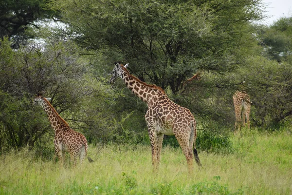 Velký Národní Park Africe Příroda Chráněná Volně Žijícími Živočichy Tanzanie — Stock fotografie