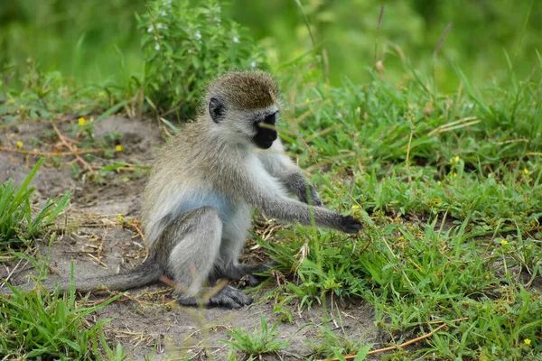Macaques Sauvages Chimpanzés Dans Réserve Nationale Faune Tanzanie Afrique Sauvage — Photo