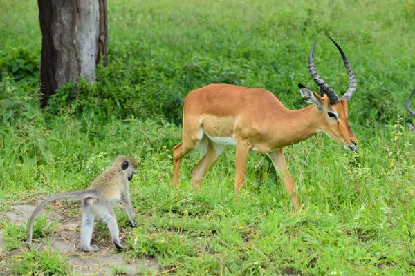 Дикий Олень Національному Парку Африці Антелопи Танзанії — стокове фото