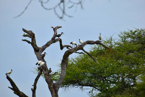 Reserva Nacional Tanzania África Pintoresco Parque Con Animales Salvajes — Foto de Stock