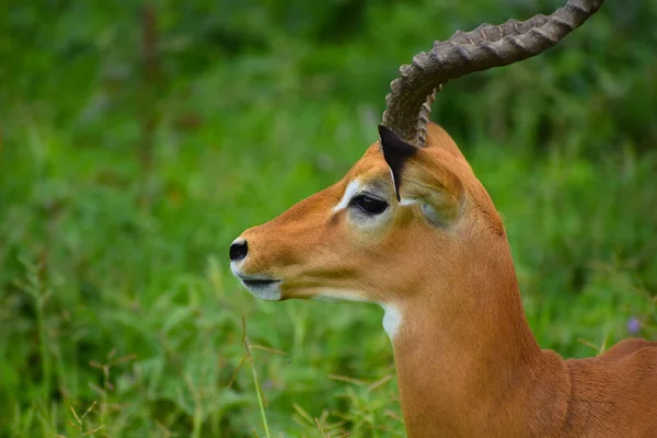 Cervos Selvagens Parque Nacional África Antenas Tanzânia — Fotografia de Stock