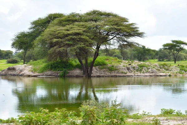 アフリカの国立公園です 野生生物はタンザニアの自然を守る 野生の風景 — ストック写真