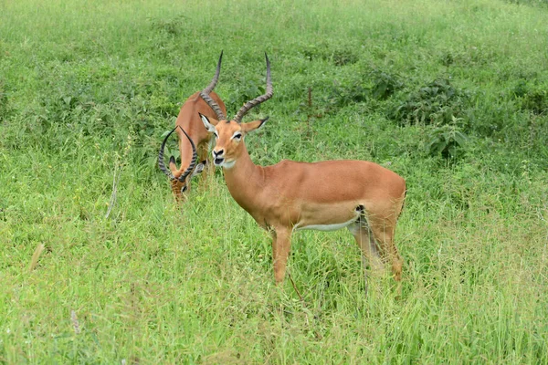 Дикий Олень Національному Парку Африці Антелопи Танзанії — стокове фото