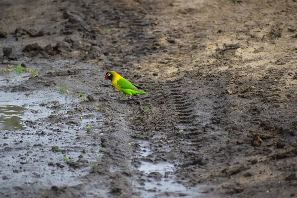 Green Parrot Sits Puddle Muddy Road Home Parrot Lost — Stock Photo, Image